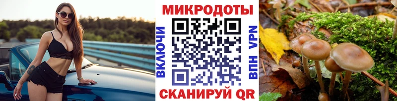 Псилоцибиновые грибы Psilocybe Малоархангельск